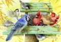 parrots eating Sunflowerseeds birds